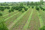 Organic Farming on the Model Farm